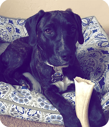A black dog sitting on a cushion with a bone